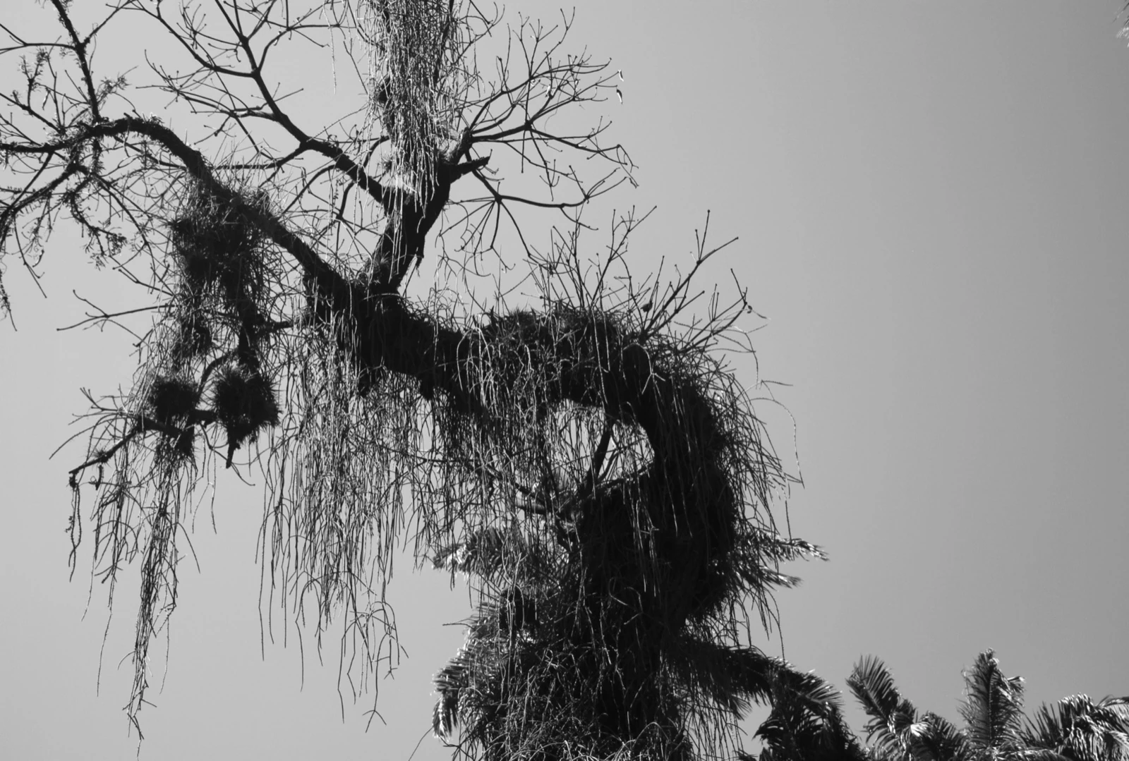 Árvore com barba-de-velho contra o céu, em preto e branco