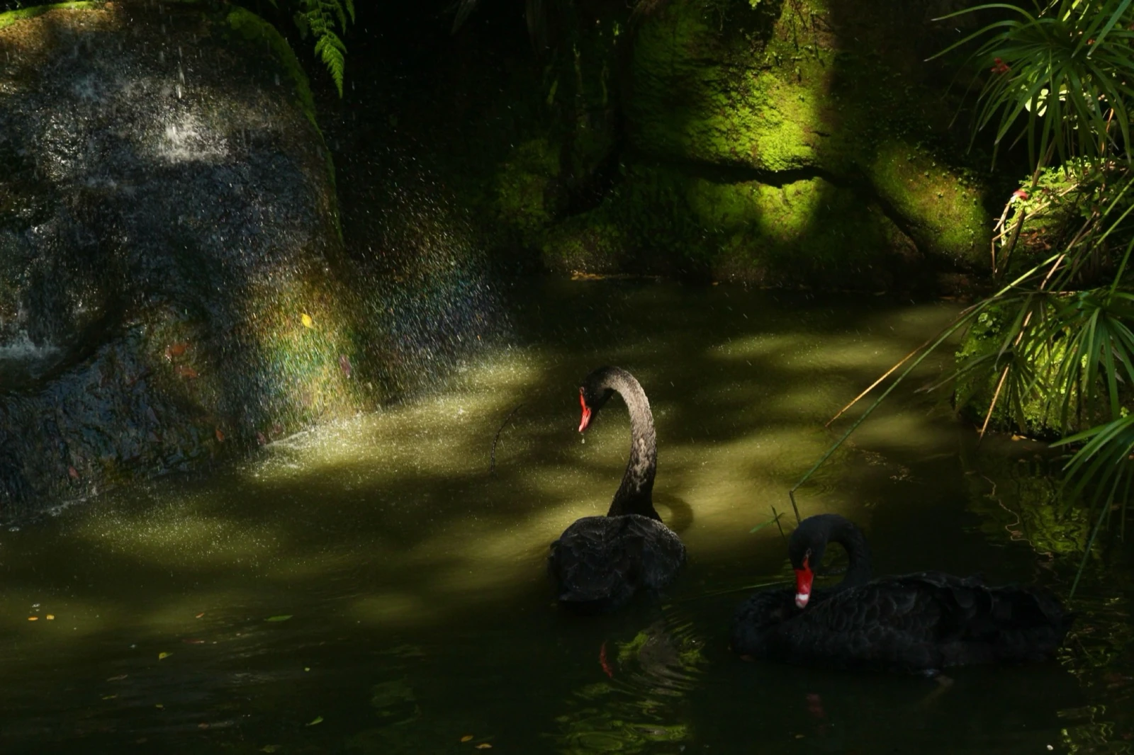 Cisnes negros na sombra, com reflexo de arco-íris