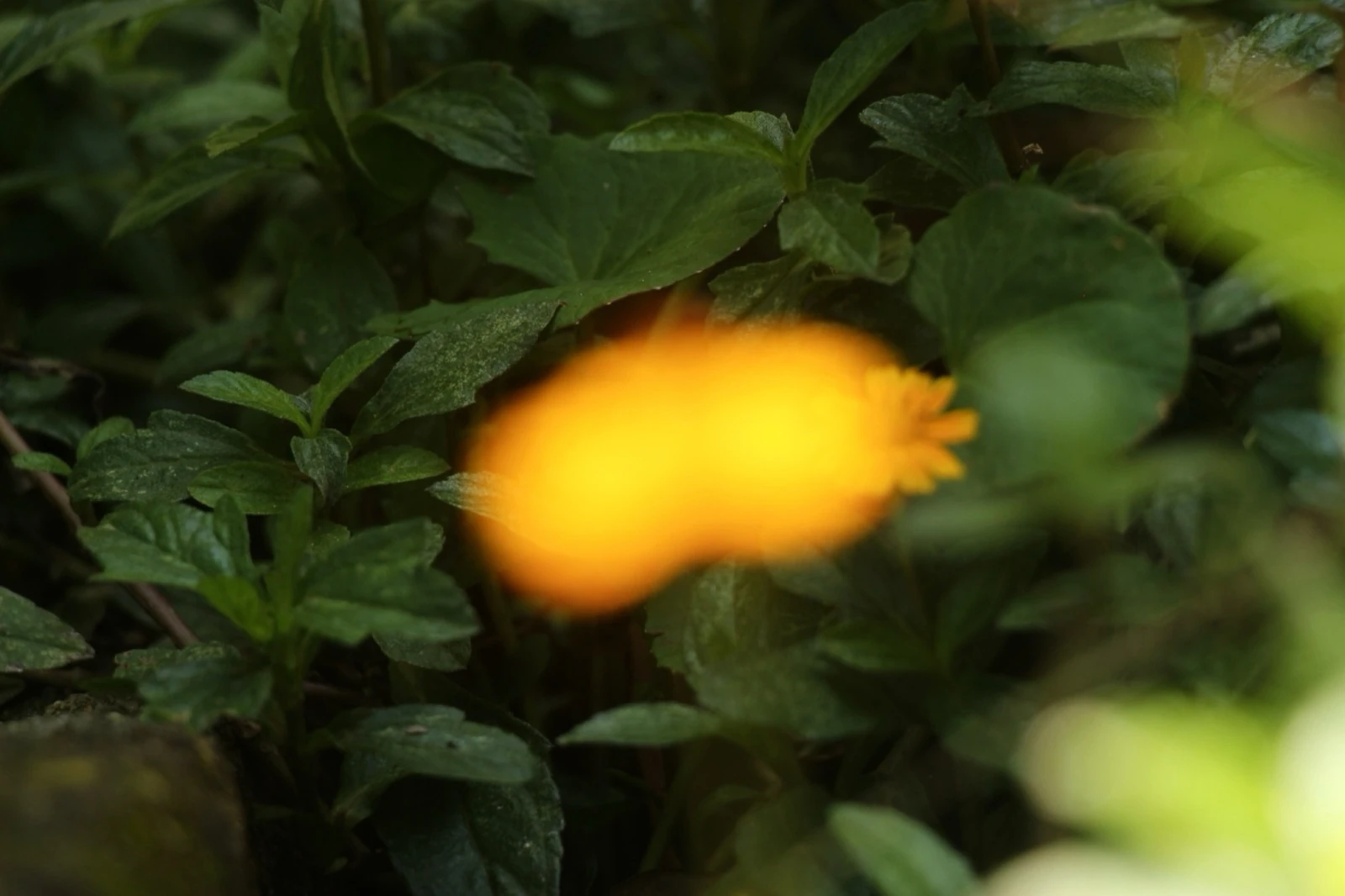 Flor laranja isolada contra fundo escuro